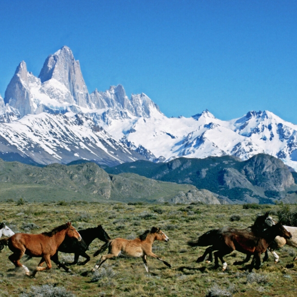 Eine Herde Wildpferde galoppiert durch die argentinische Grassteppe, im Hintergrund eine schneebedeckte Bergkette