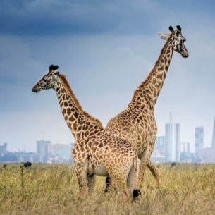 Zwei Giraffen stehen im Steppengras vor der Skyline von Nairobi