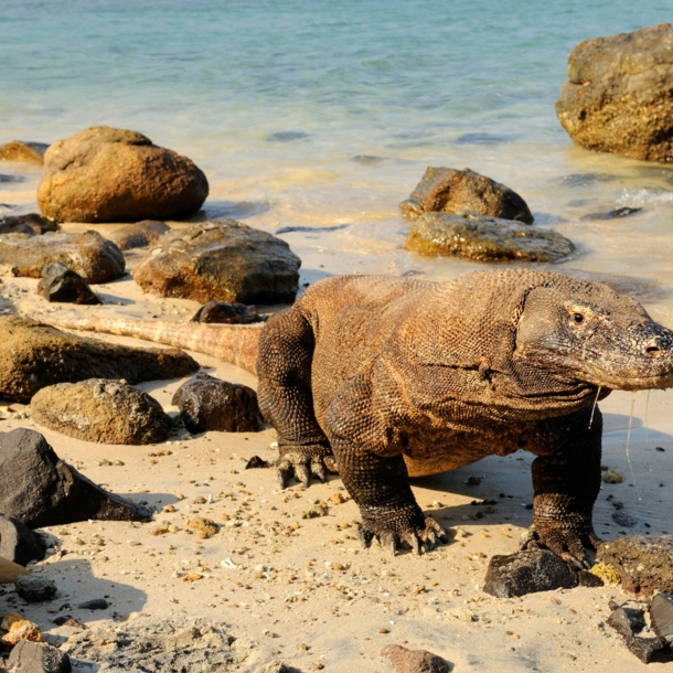 Ein Komodowaran läuft am Wasser den Strand entlang