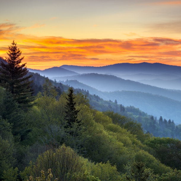 Eine neblige Waldlandschaft zu Sonnenaufgang.