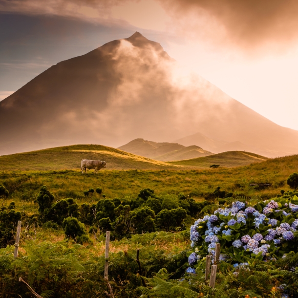 Landschaftspanorama mit Kuh auf einer hügeligen Wiesenlandschaft mit blauen Blumen vor einem Vulkan im Nebel bei Sonnenuntergang.