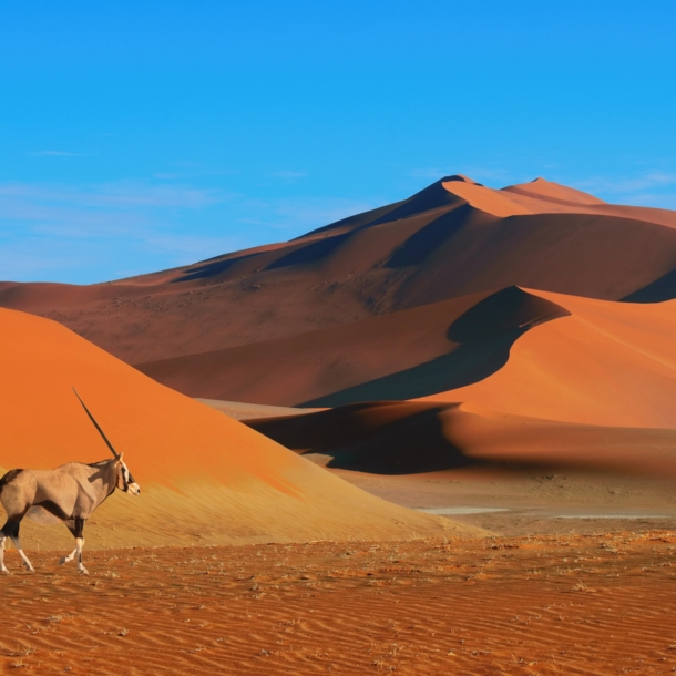 Eine Antilope vor goldener Wüstenlandschaft unter blauem Himmel.