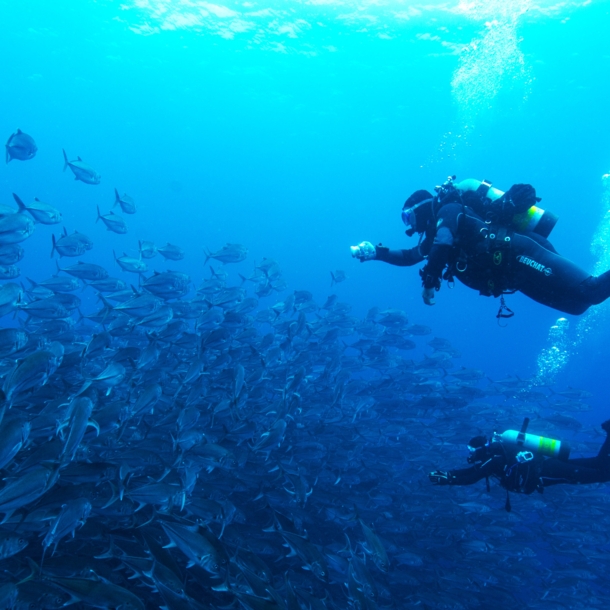 Zwei Tauchende an einem Fischschwarm.