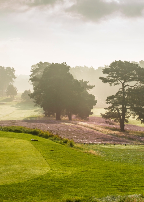 Ein im Dunst liegender Golfplatz mit blühender Heide und großen Bäumen