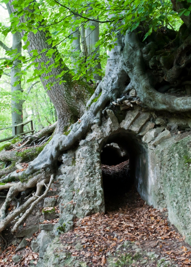 Römisches Relikt unter Baumwurzel im Laubwald