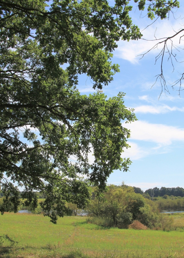 Eine Bank unter einem Baum, dahinter Wiese und Wald