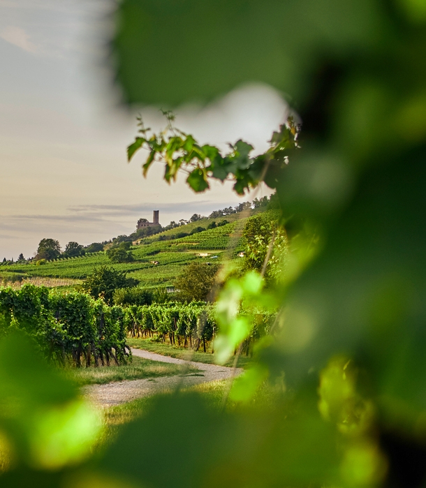 Weinberge bei Heidelberg.