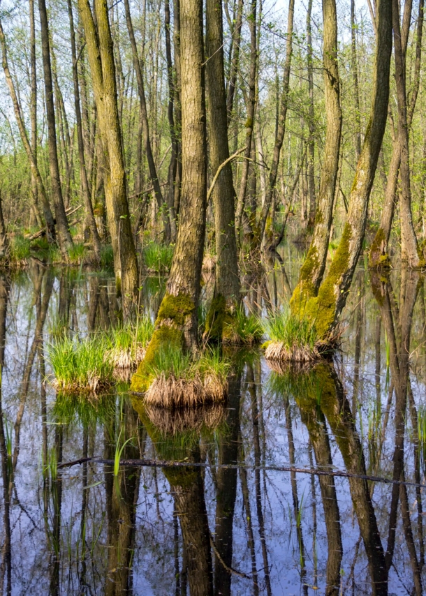 Sumpflandschaft im Naturpark Nuthe-Nieplitz.