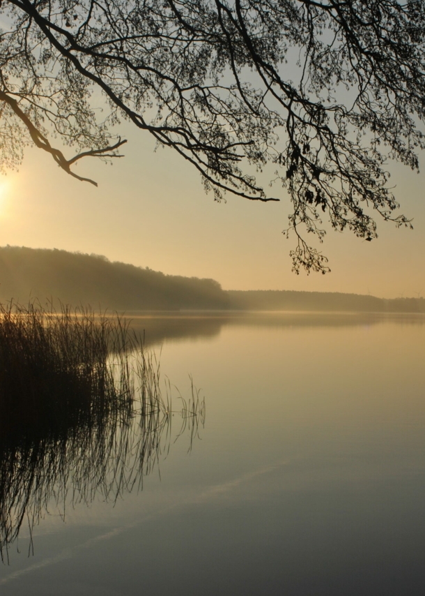 Blick auf einen See, im Vordergrund Schilf und ein Ruderboot