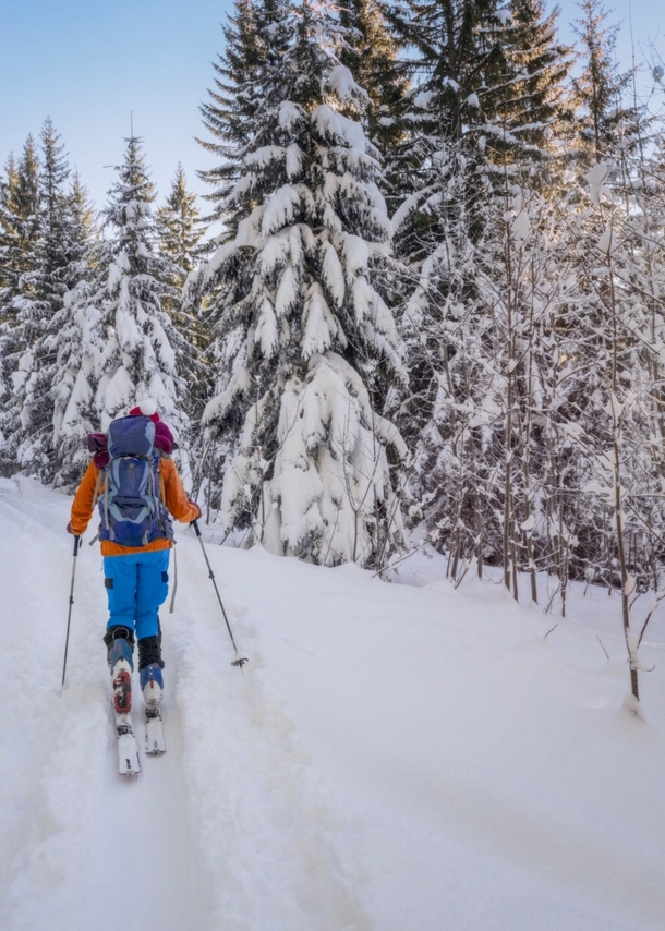 Rückansicht eines Langläufers in einem verschneiten und sonnigen Wald