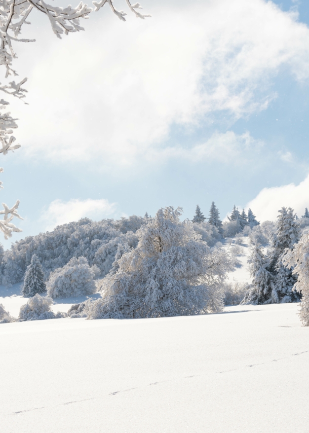 Blick auf eine schneebedeckte Landschaft mit Bäumen