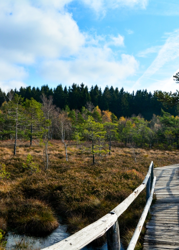 Wanderweg aus Holz führt über ein Hochmoor im Naturpark Bayrische Rhön.