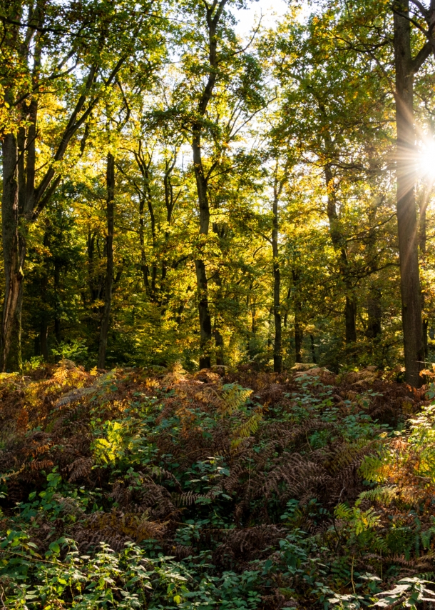 Die Sonne scheint durch hohe Bäume in einem Wald.