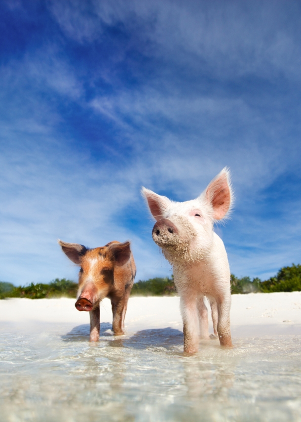 Schweine stehen mit den Beinen im Wasser an einem Sandstrand.