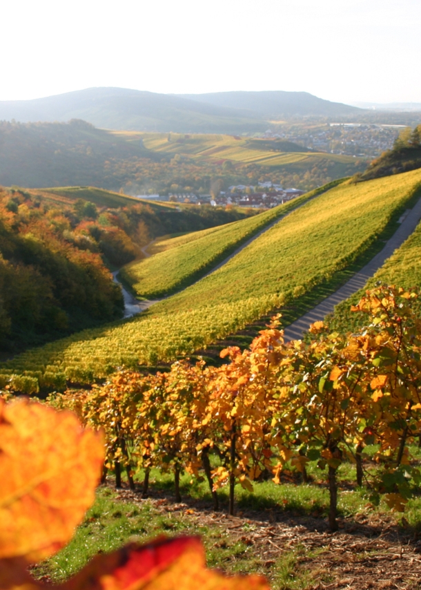 Weinberge in einer hügeligen Landschaft im Abendlicht