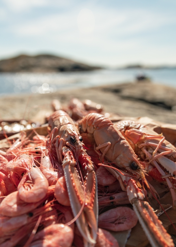 Scampi und Garnelen am Meer