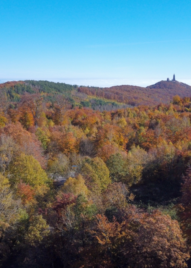 Luftaufnahme eines herbstlichen Waldes