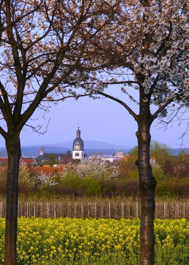 Blick über ein Feld auf eine Kirche