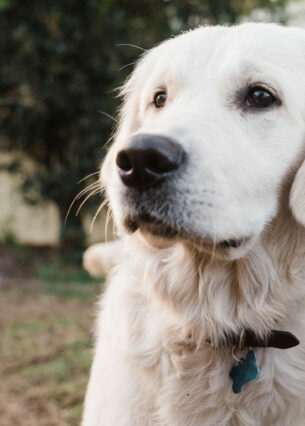 Nahaufnahme von den Köpfen zweier Golden Retriever