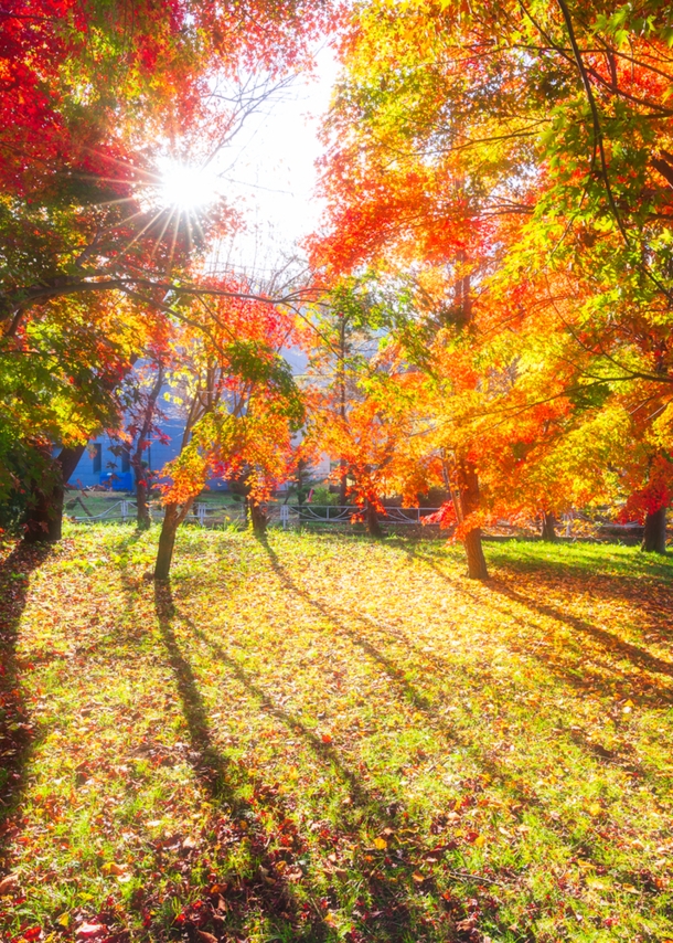 Bunte Bäume im Herbst