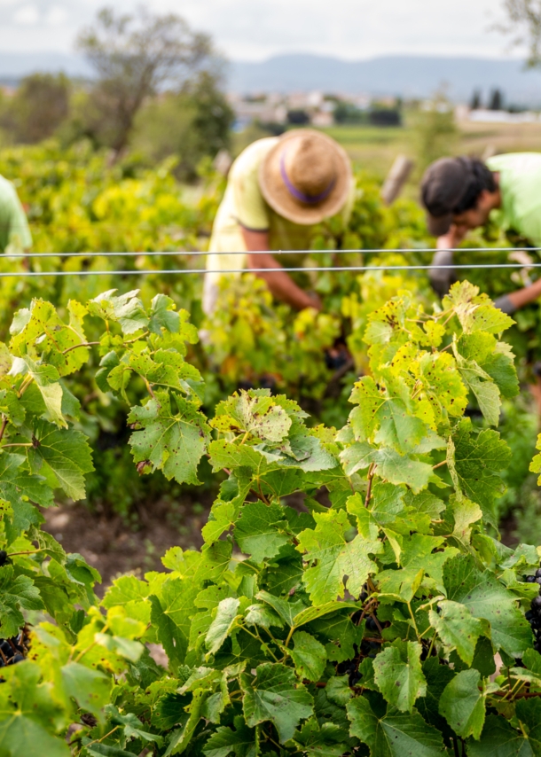 Zwei Hände, die Weinreben halten