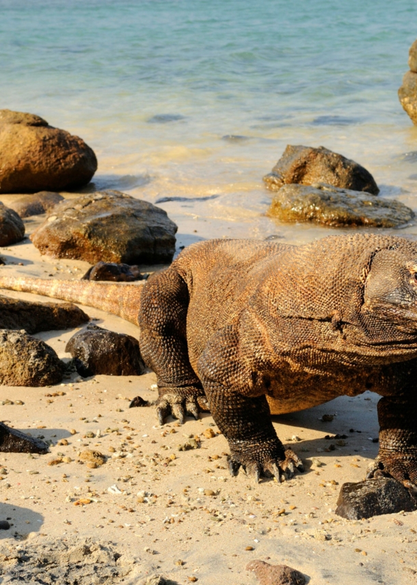 Ein Komodowaran läuft am Wasser den Strand entlang