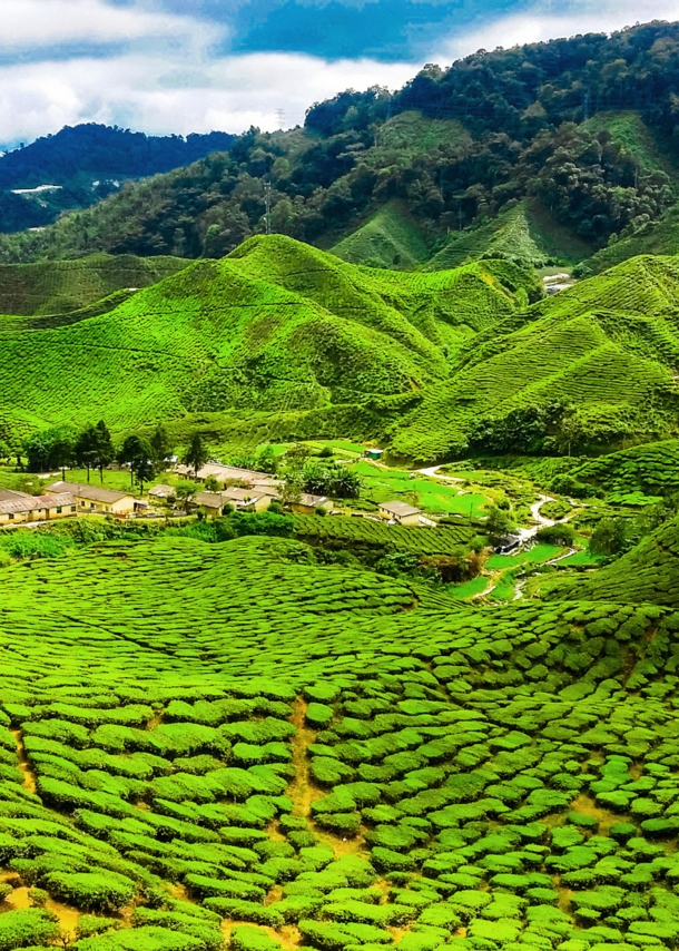 Einige Häuser inmitten leuchtend grüner Hügellandschaft mit Teeplantagen.