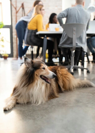 Hund liegt in Großraumbüro während im Hintergrund das Team am Besprechungstisch sitzt