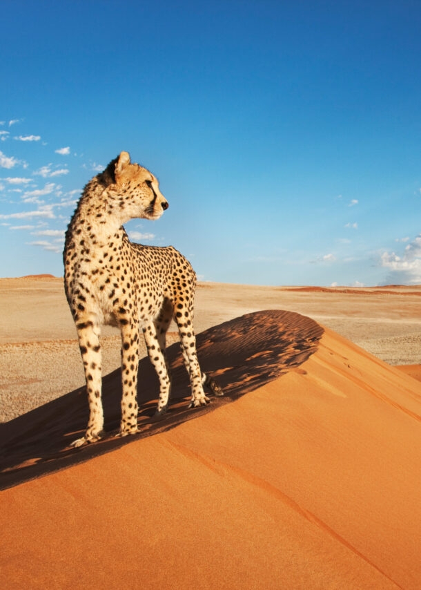 Ein Gepard steht auf einer Düne in einer rötlichen Wüstenlandschaft unter blauem Himmel.