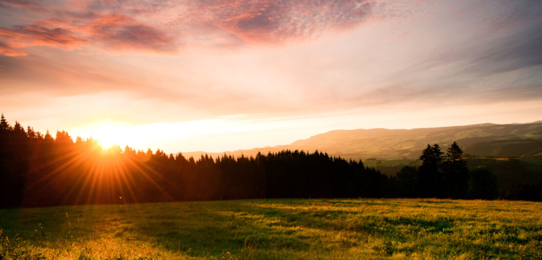 Sonnenuntergang über einer grünen Wiese mit Nadelwald im Hintergrund.