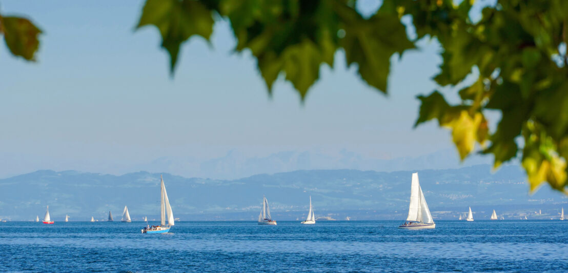 Segelboote auf dem Bodensee