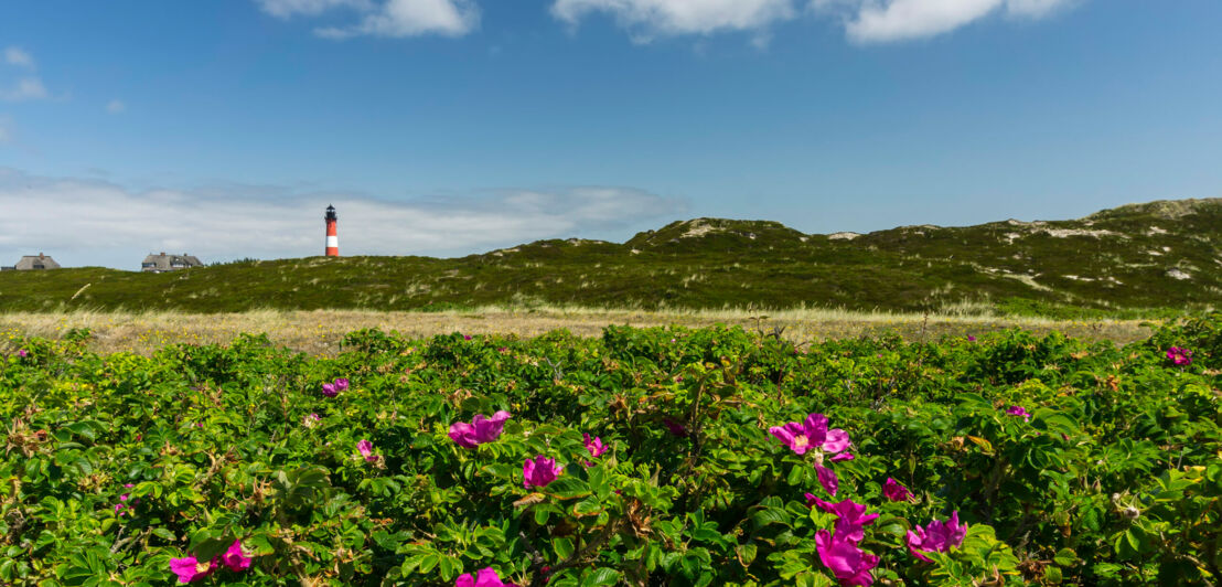 Mit Gras bewachsene Dünen und in der Ferne ein Leuchtturm