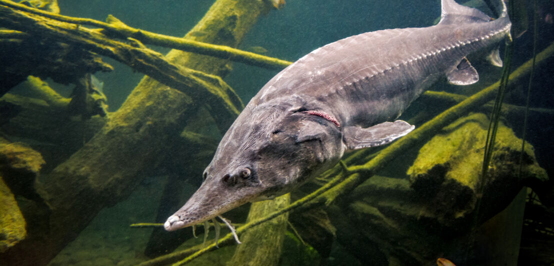 Ein Stör schwimmt durch tiefes Gewässer mit Ästen und Algen