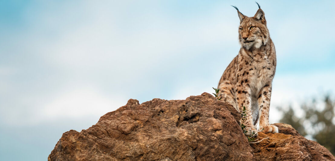 Ein Luchs sitzt mit gespitzten Ohren auf einem Felsen