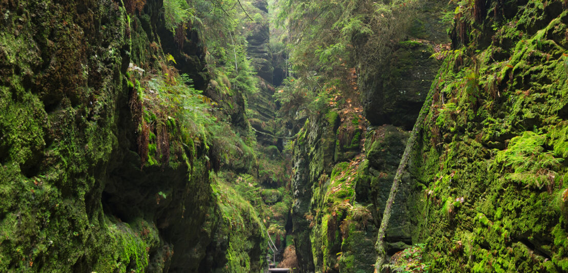 Eine schmale, mit Moos bewachsene Felsschlucht