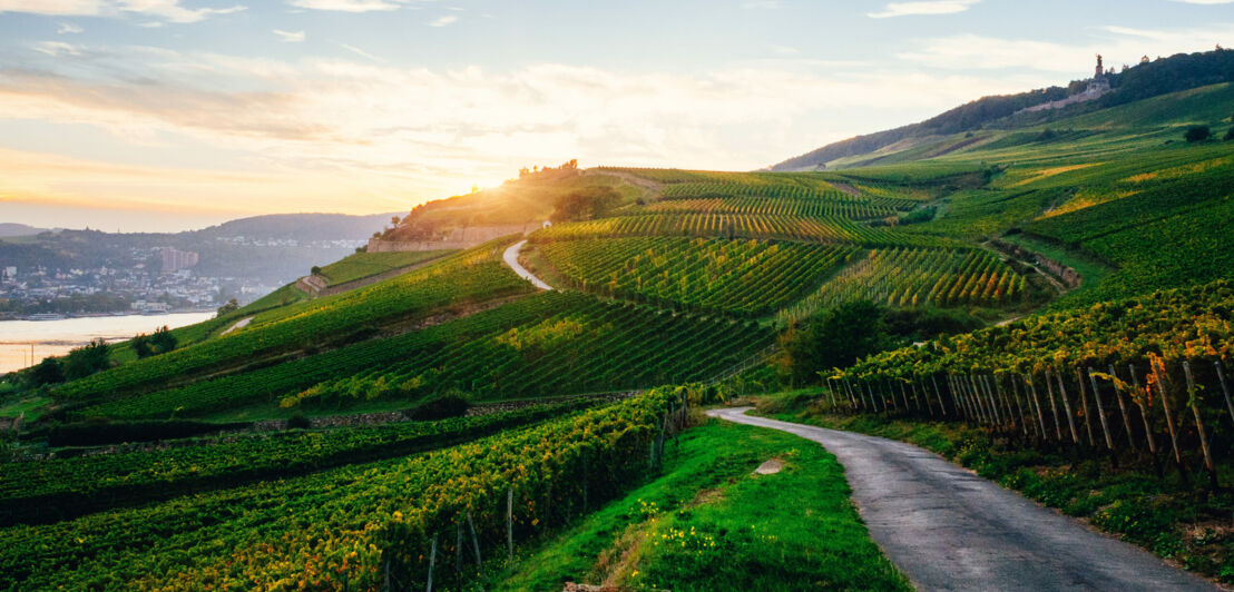 Weinberge in der Nähe von Rüdesheim