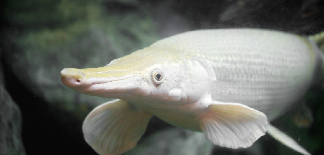 Ein Albino-Stör im Wasser