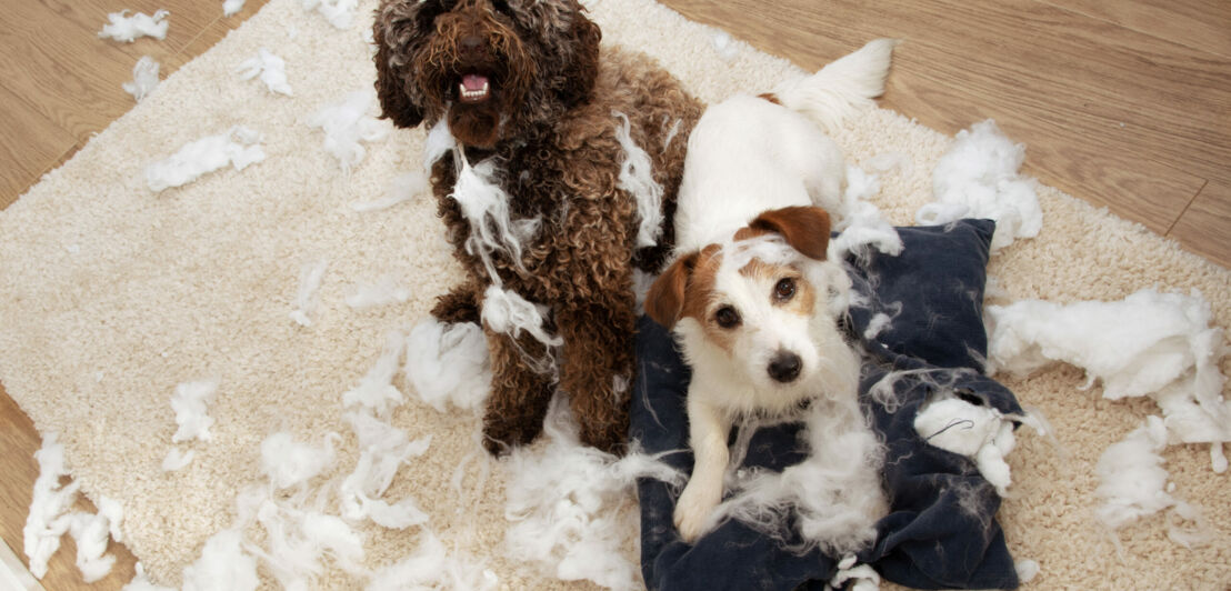 Zwei Hunde sitzen auf einem zerrissenen Kissen, dessen Füllung über den Boden verteilt liegt