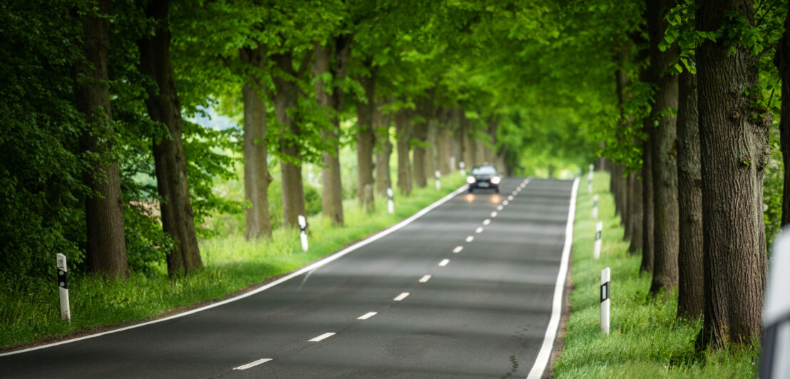 Deutsche Alleenstraße im Sommer mit knorrigen Bäumen links und rechts der Fahrbahn.