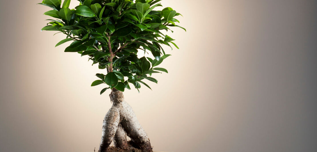 Ein Ficus Ginseng in einem schwarzen Topf vor einer weißen Wand