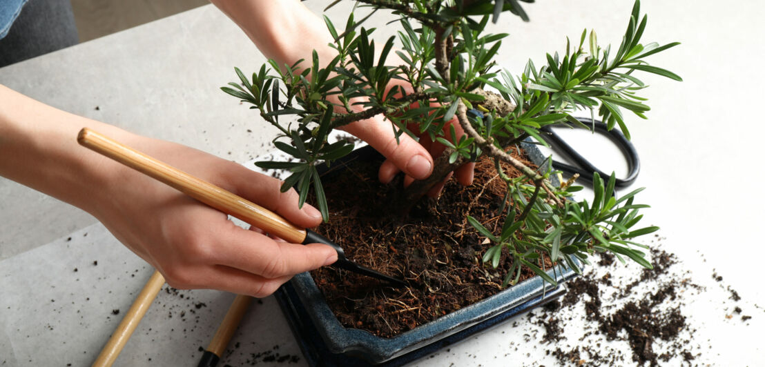 Weibliche Hände topfen mit speziellen Werkzeugen einen Bonsai um.