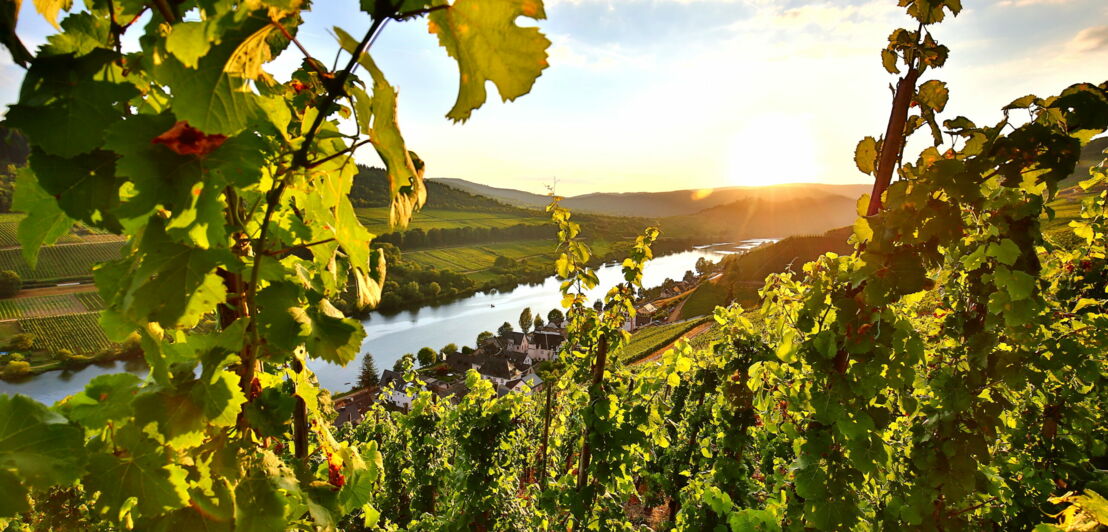 Blick durch einen Rebstock auf die Mosel, im Hintergrund der Sonnenuntergang.