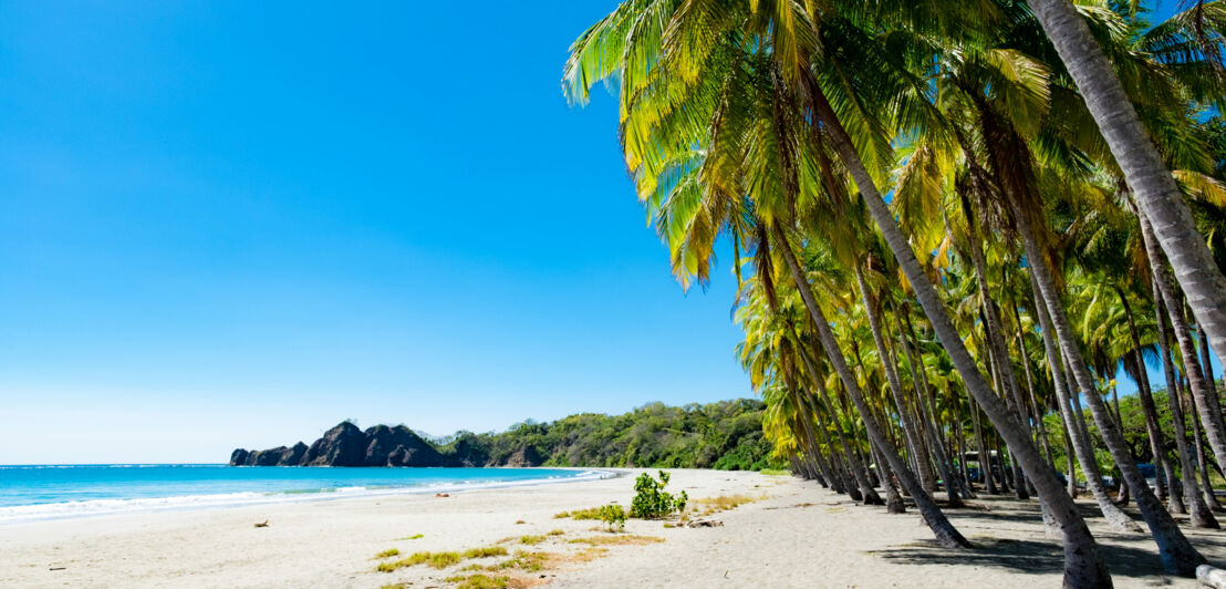 Ein feiner Sandstrand, Palmen und Meer