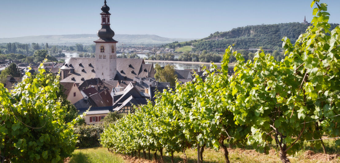 Blick durch einen Weinberg auf eine Stadt und ihren Kirchturm 