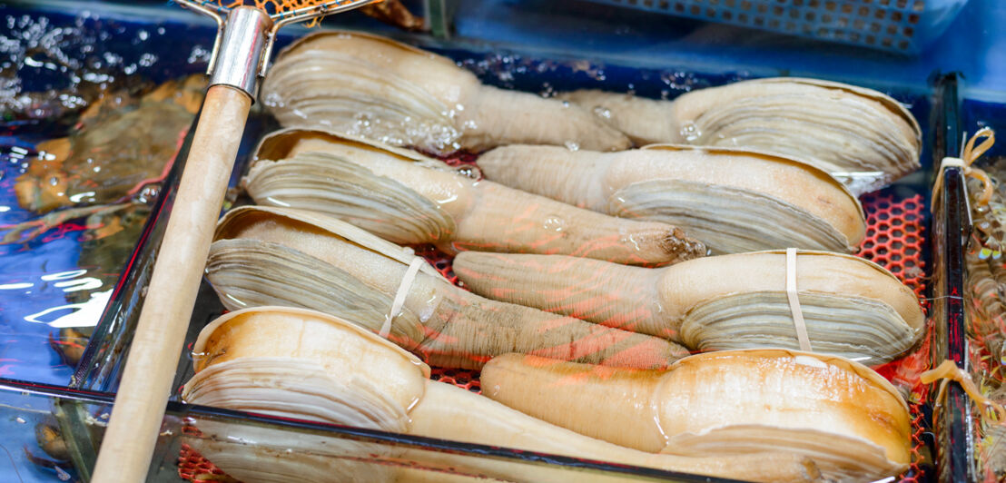 Mehrere Geoducks in einem Aquarium