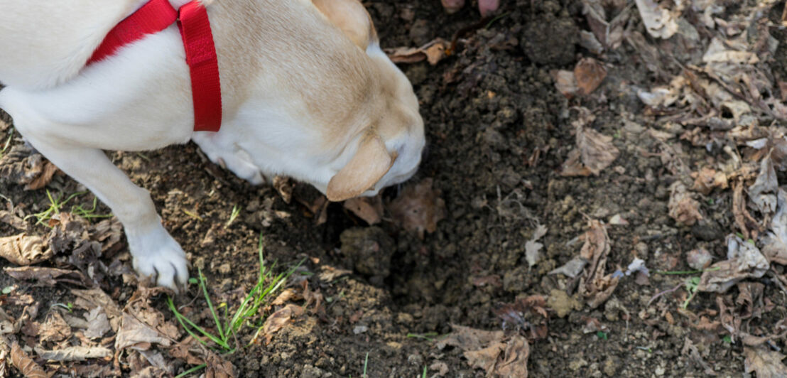 Trüffelhund wühlt in der Erde nach Trüffeln