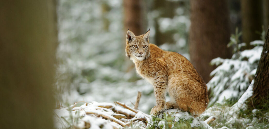 Ein Luchs sitzt auf einer verschneiten Baumwurzel.