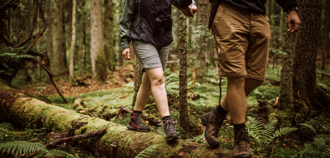 Zwei Menschen wandern durch einen Wald.