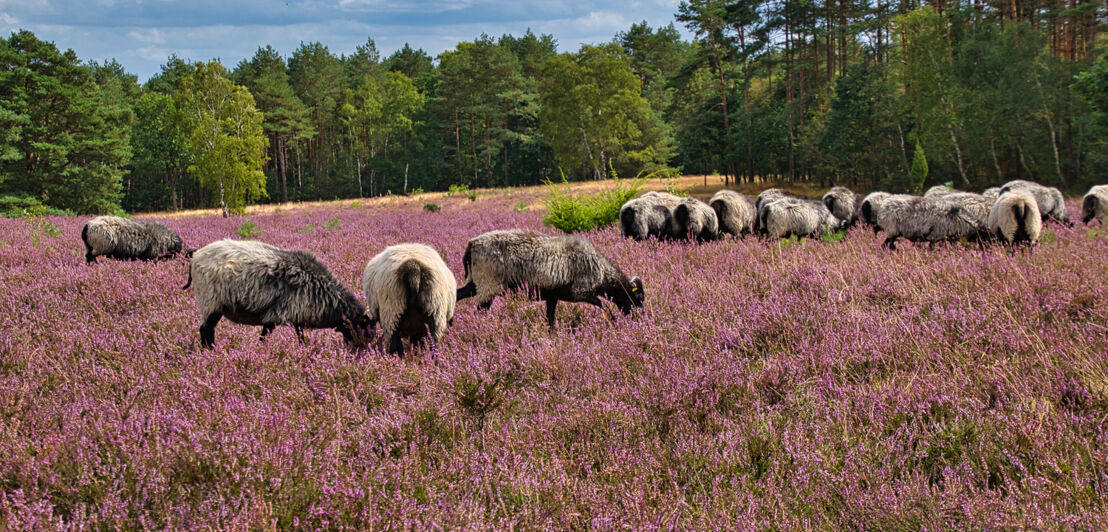 Heidschnucken grasen in der Heide, im Hintergrund Wald