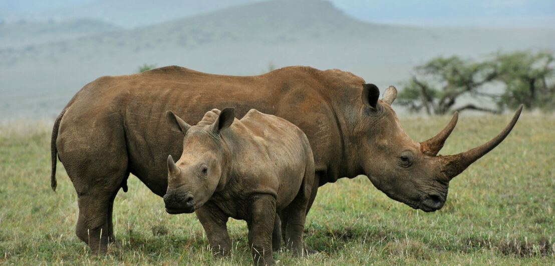 Ein Nashorn mit einem Jungen in der Steppe